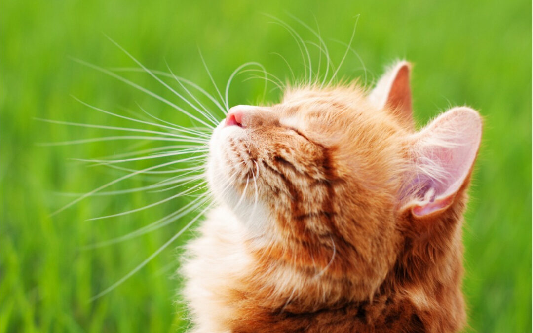 Inside or outside cats? Give your cat a richer life