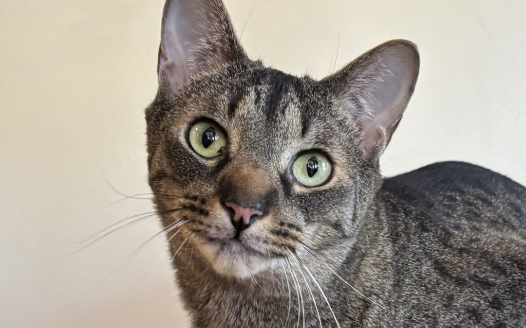 Gato