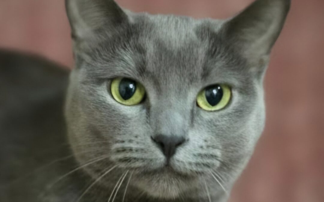 Lady Gray