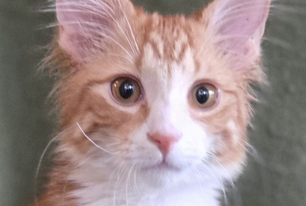 Jack