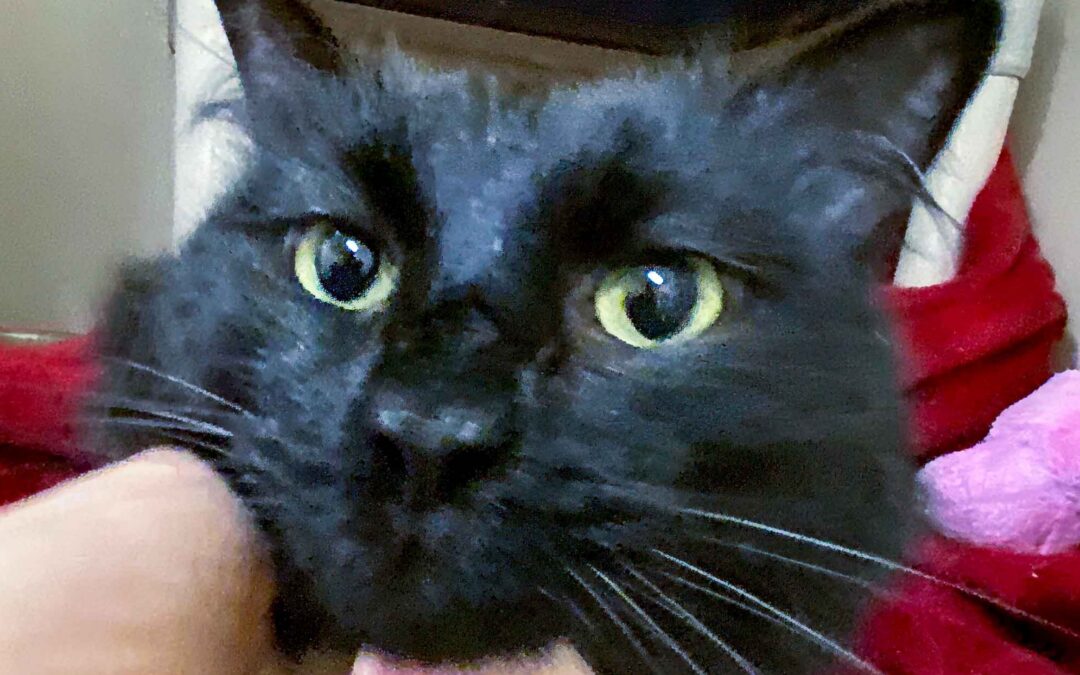 Pooky Is Adopted