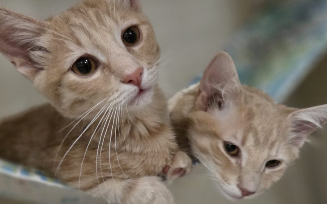 Bara & Robby Are Adopted