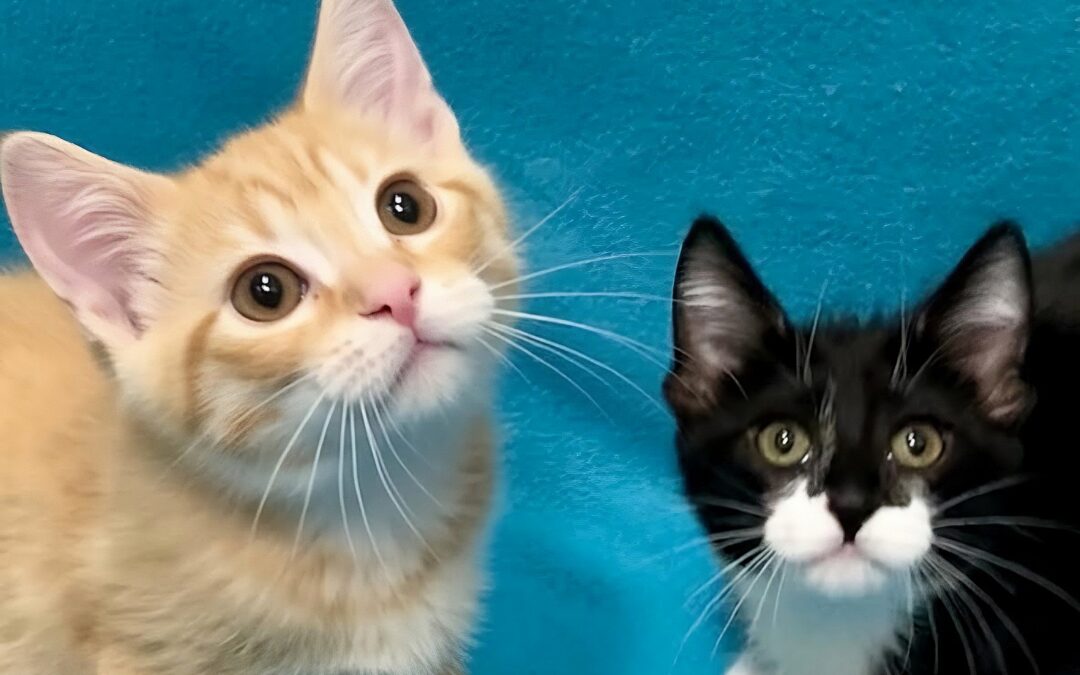 Chedder & Trudie