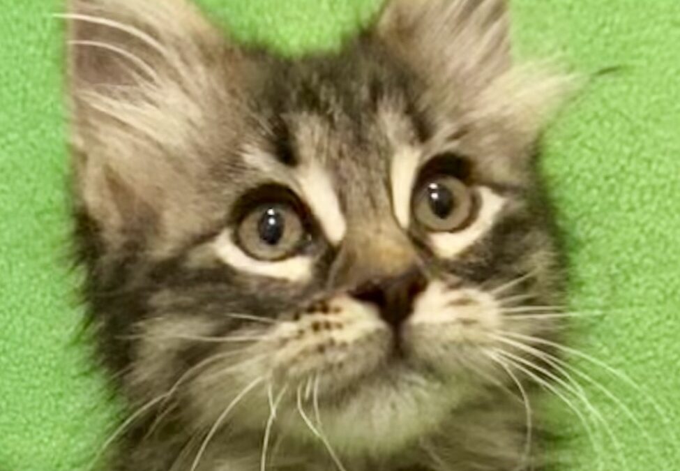 Applejack (Pet Supplies Plus)