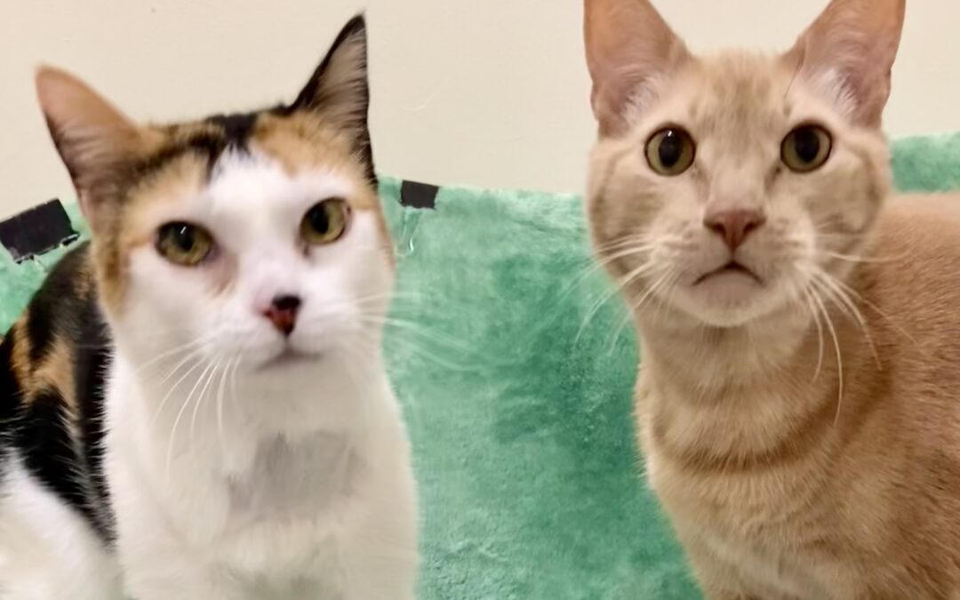 Casper & Bella