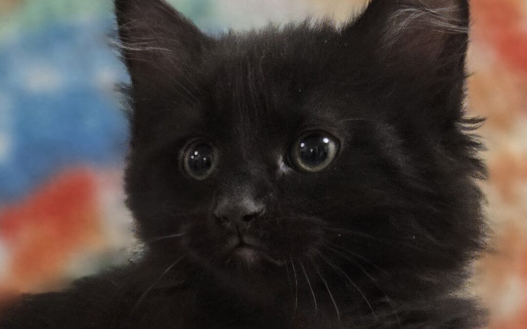 Opal Is adopted!