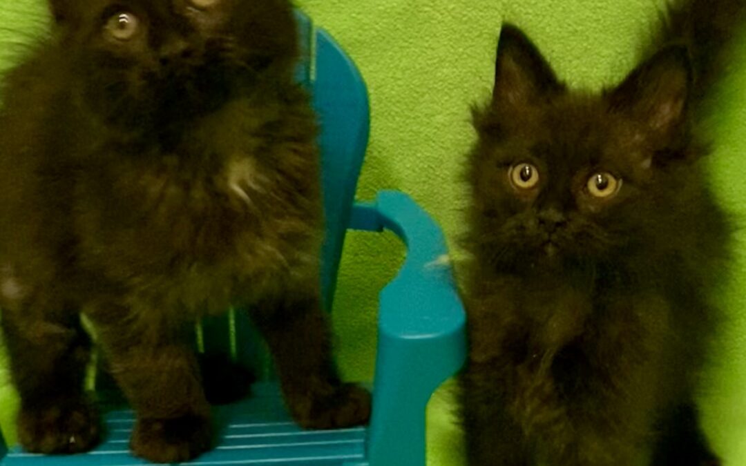 Piper & Poppy (Pet Supplies Plus)