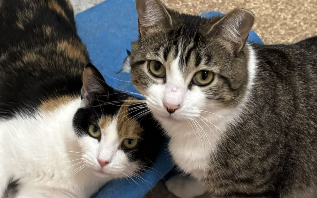Belle & Prairie