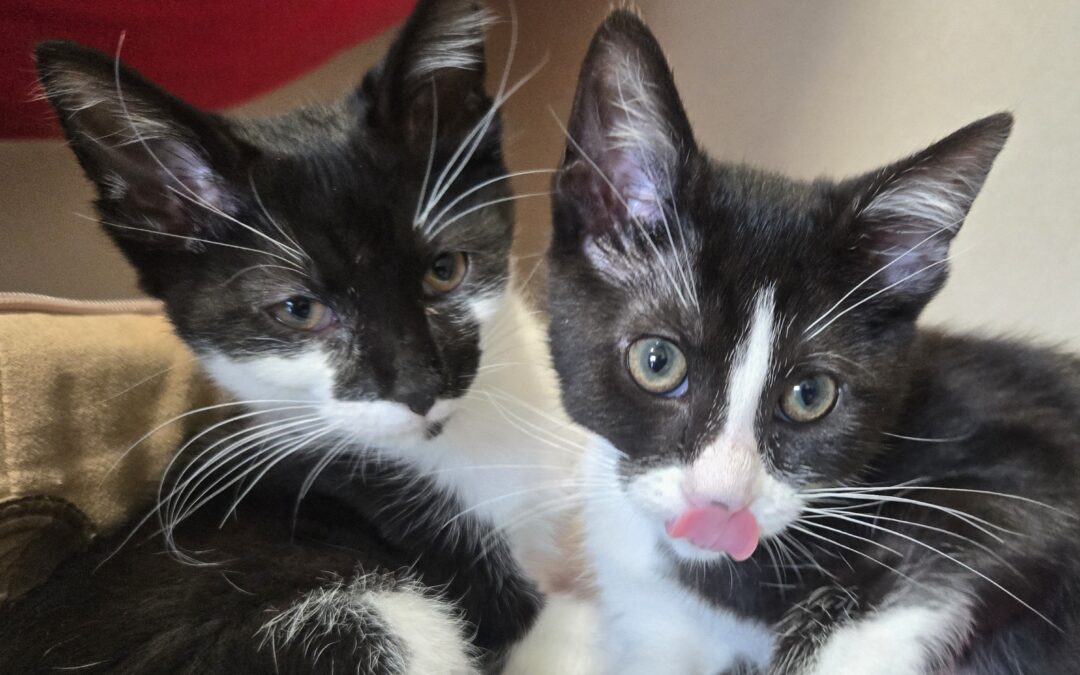 Pivot & Silo Are adopted!