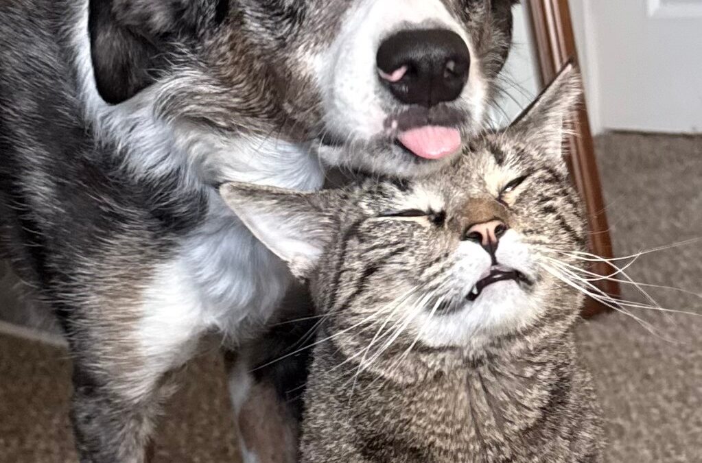 Toaster (Foster Care)