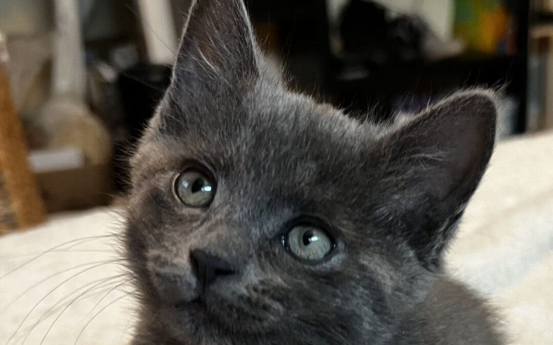 Tracks  is adopted!