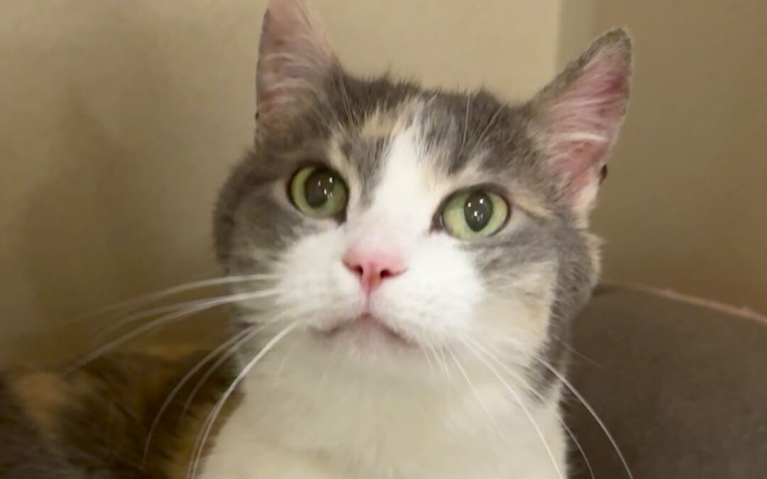 Achilles  is adopted!