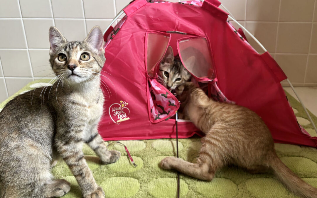 Kitten Fair at Pet Supplies Plus!
