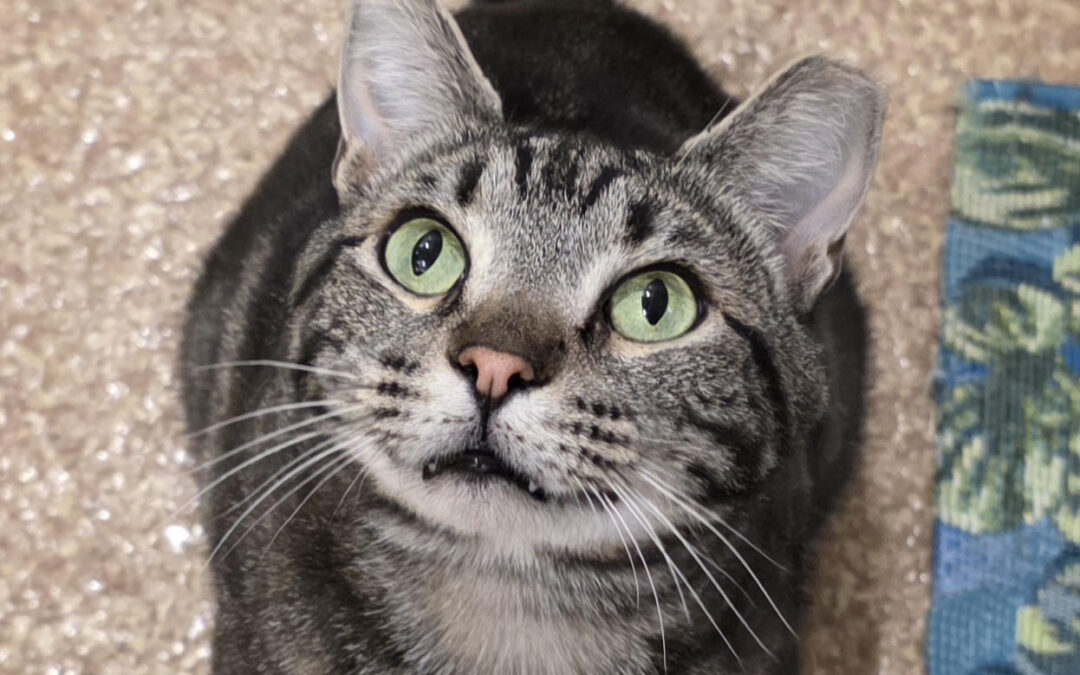 Gadget is adopted!