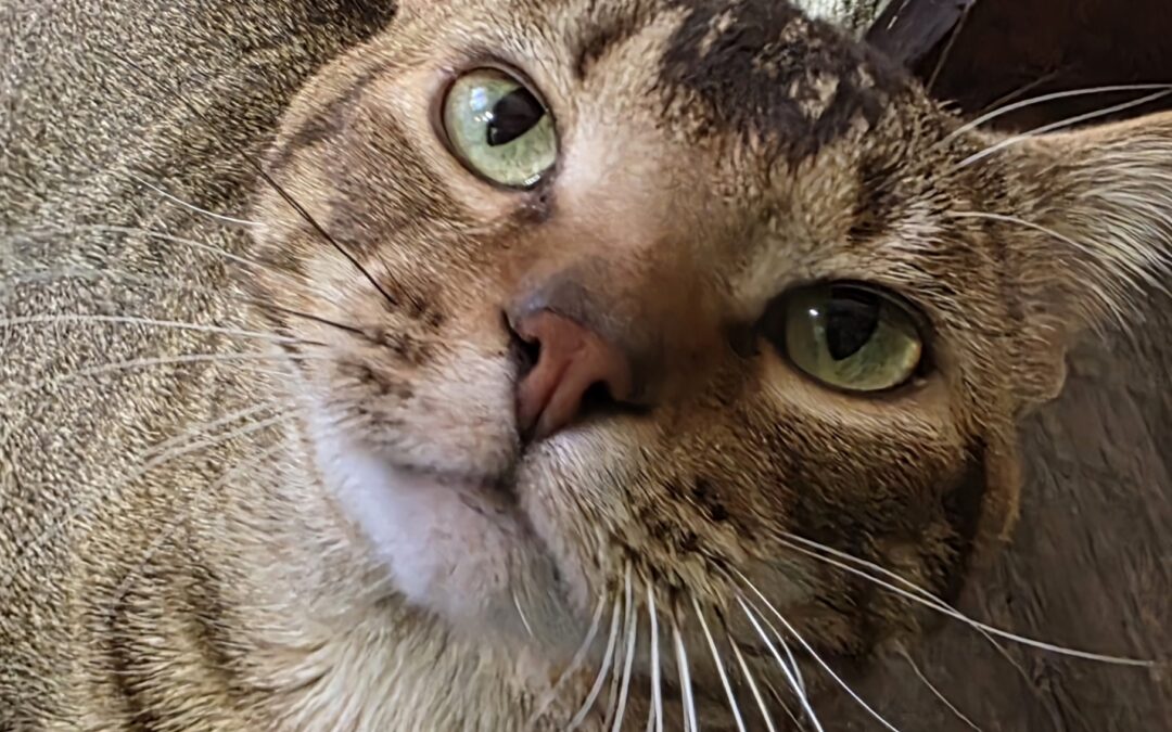 Gizmo