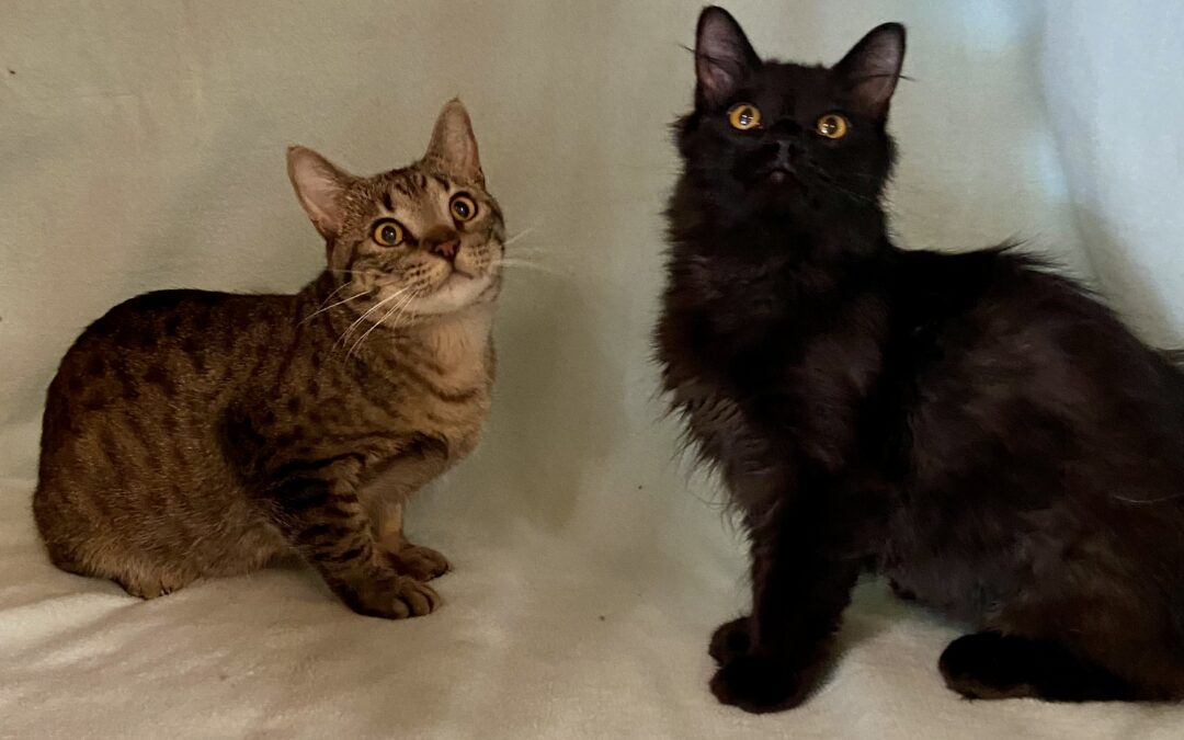 Merlin & Kolsch