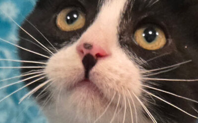 The Nose Knows: the wisdom of cat noses