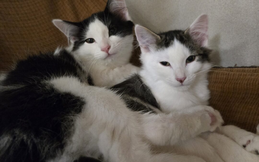 Lark & Finch
