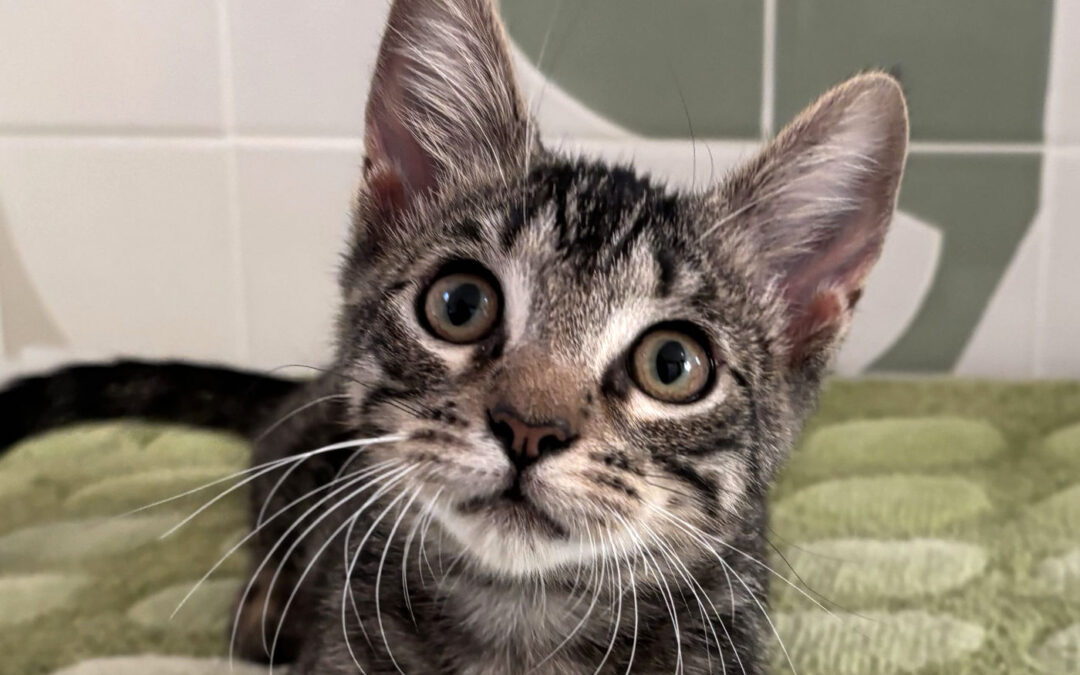 Leo  is adopted!