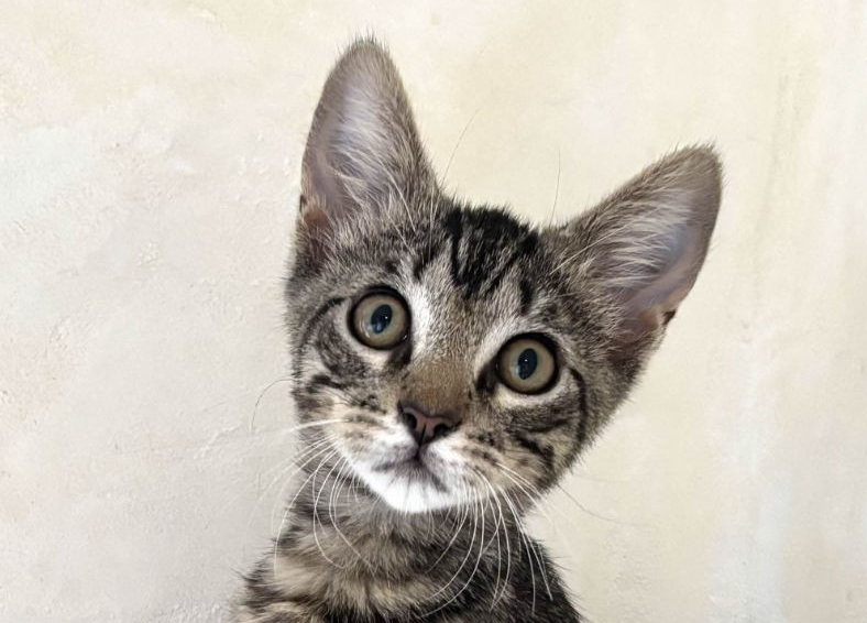 Leo
