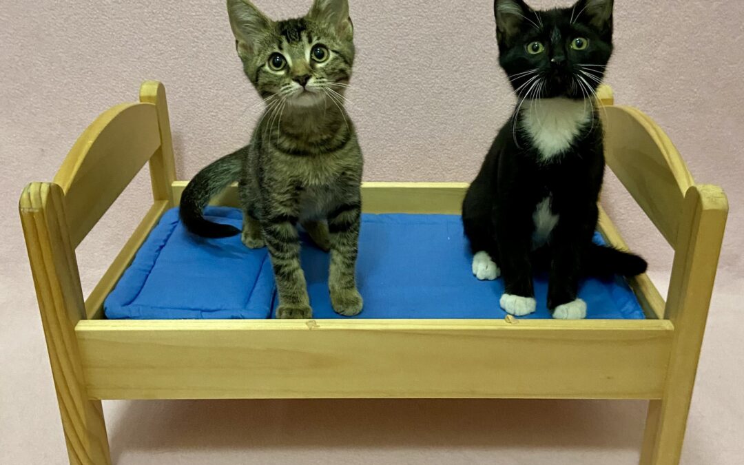Guppy & Mackerel  are adopted!