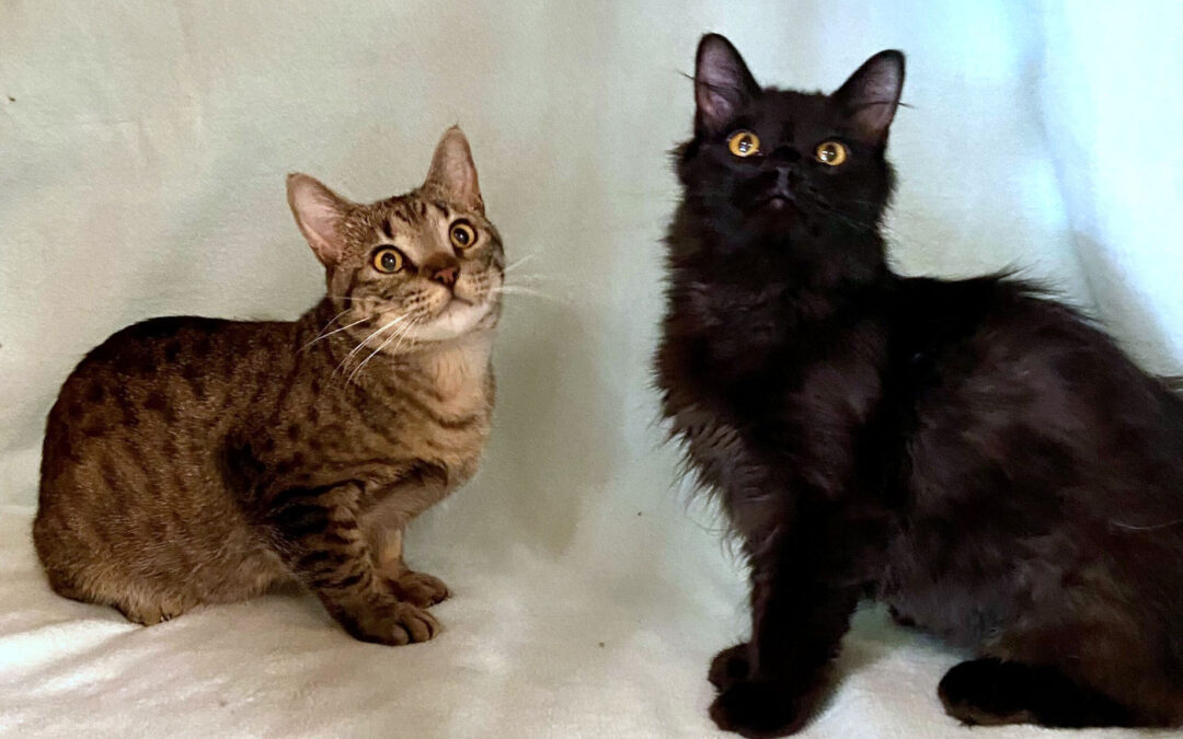 Merlin & Kolsch