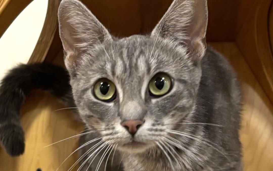 Millie is adopted!