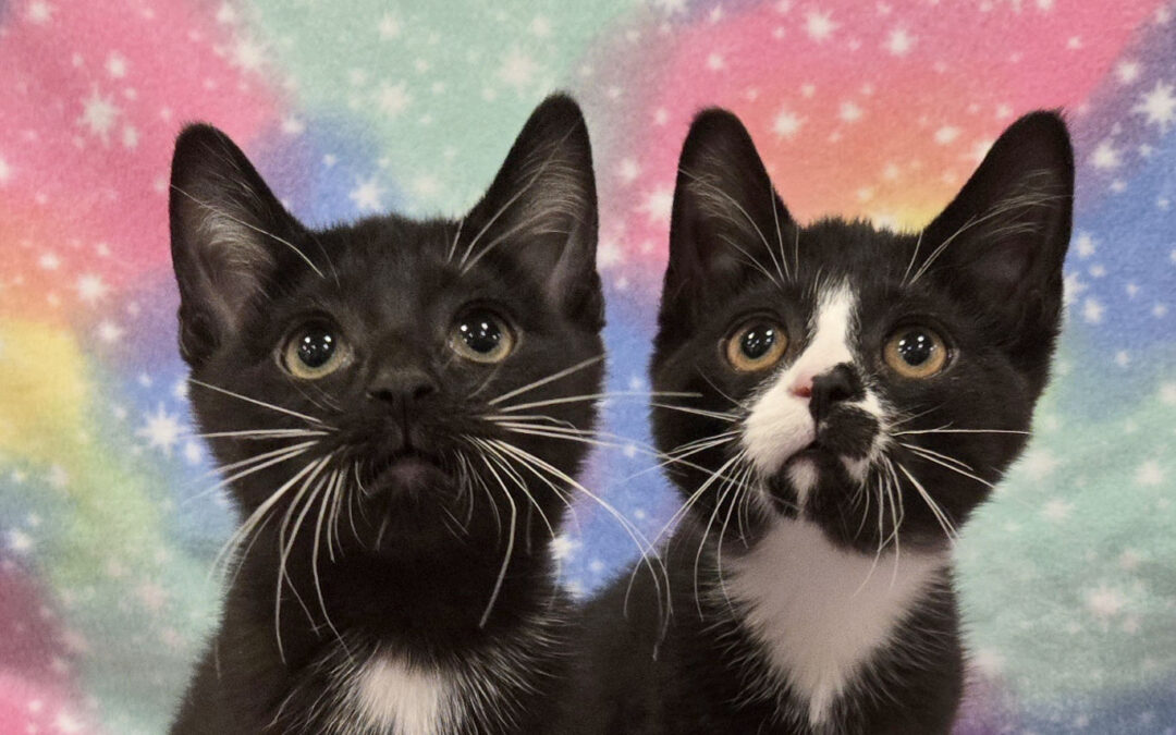 Sequoia & Rainier Are Adopted