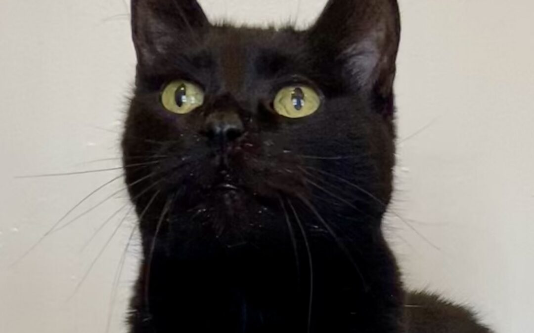 Steve is adopted!