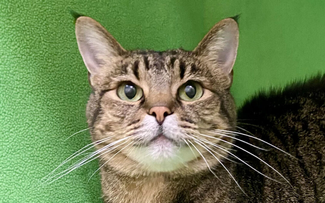 Tiger Lily is adopted!