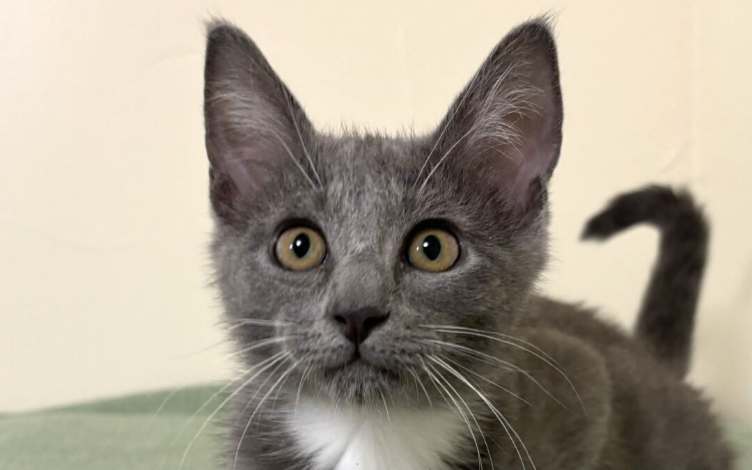 Available kittens