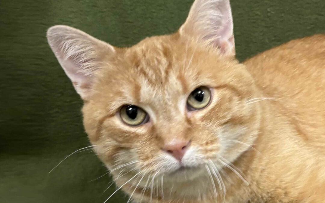 Atticus is adopted!