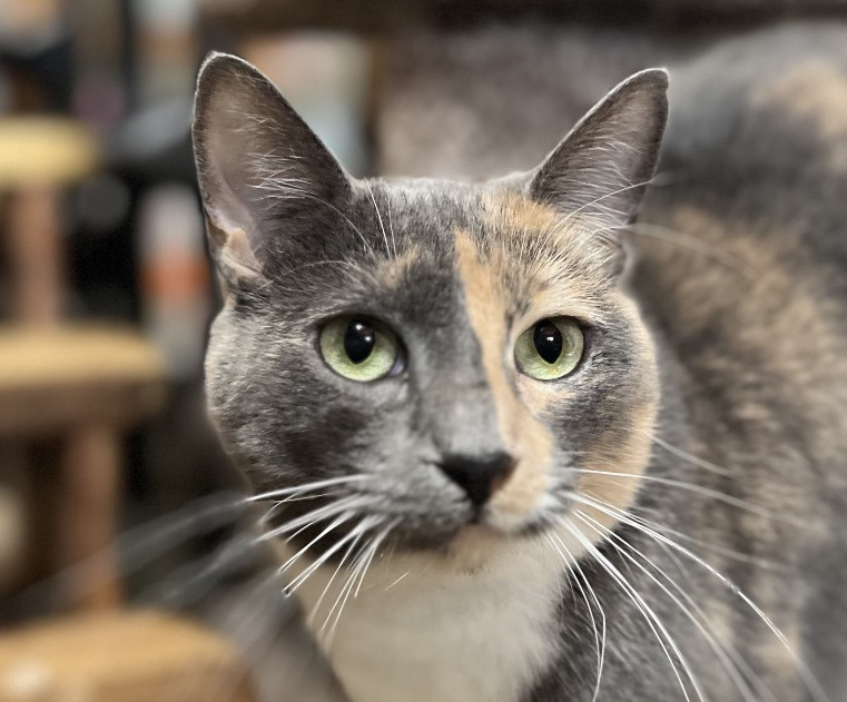 Ciara is adopted!