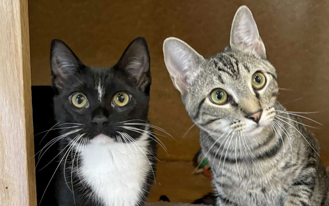 Wybee & Coraline are adopted!