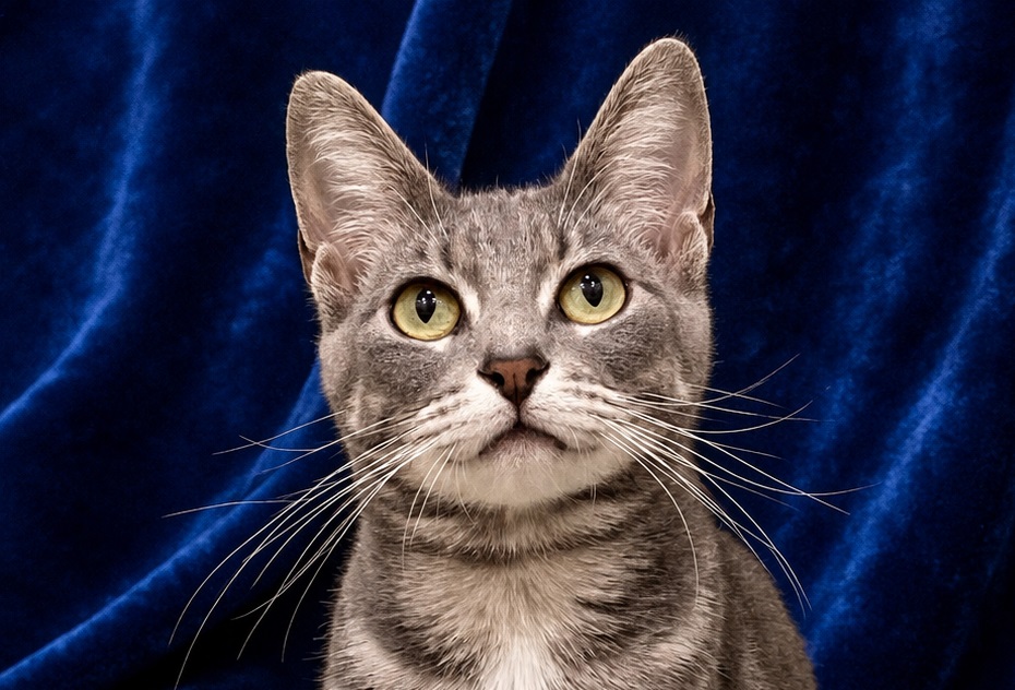 Hazel