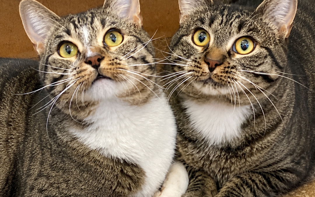 Lemmy & Lacey
