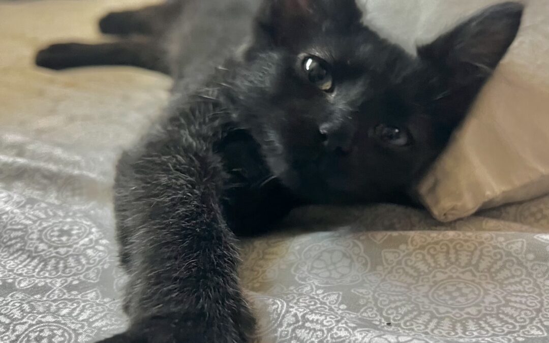 Anastasia & Pascal (Foster Care)