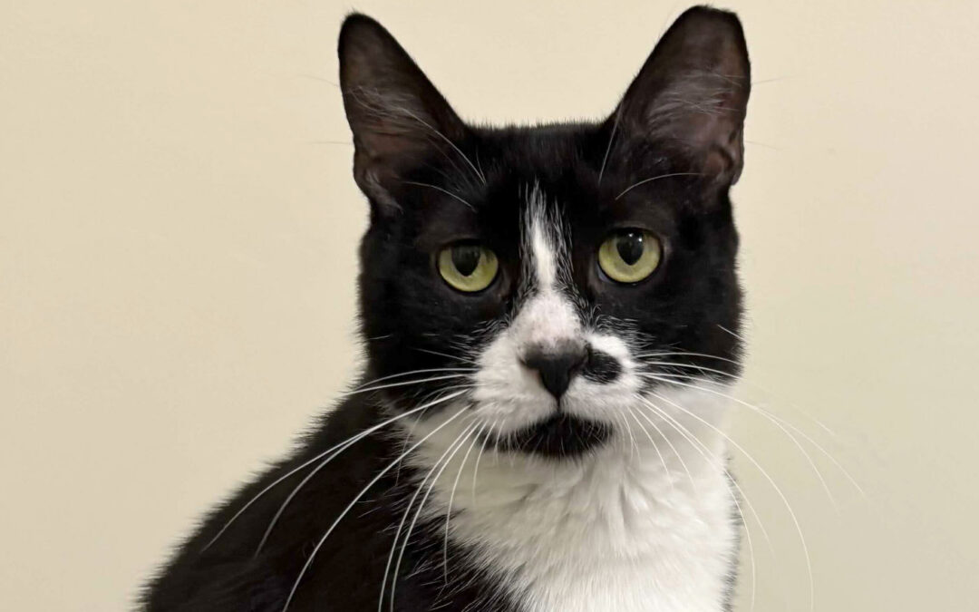 Quina Is Adopted