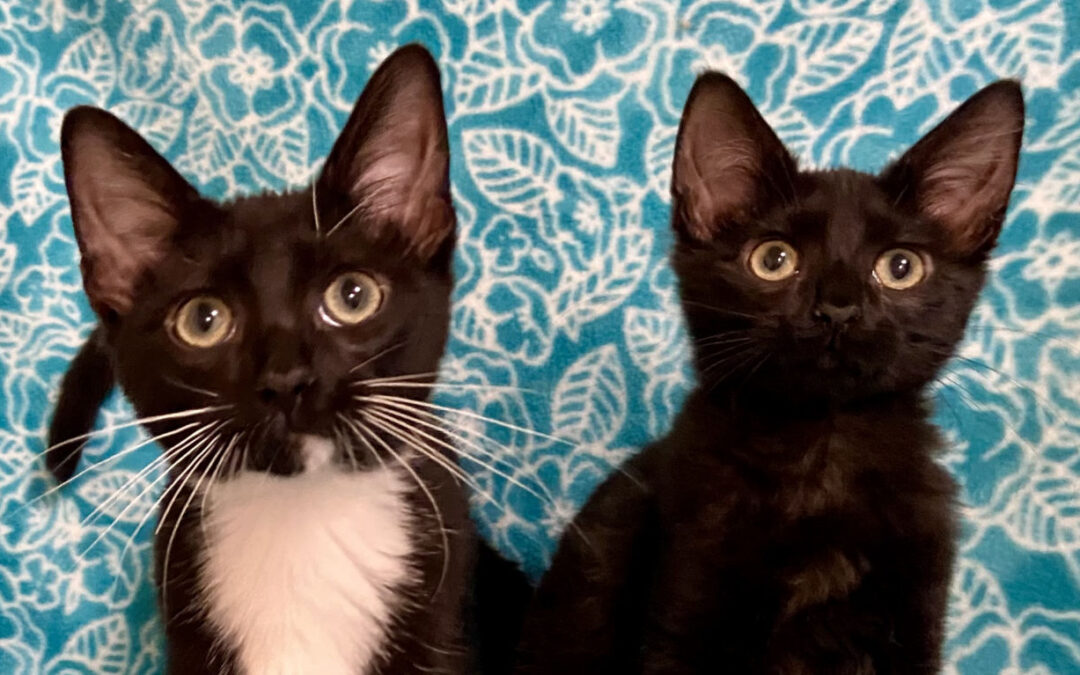 Tash & Wiki are adopted!