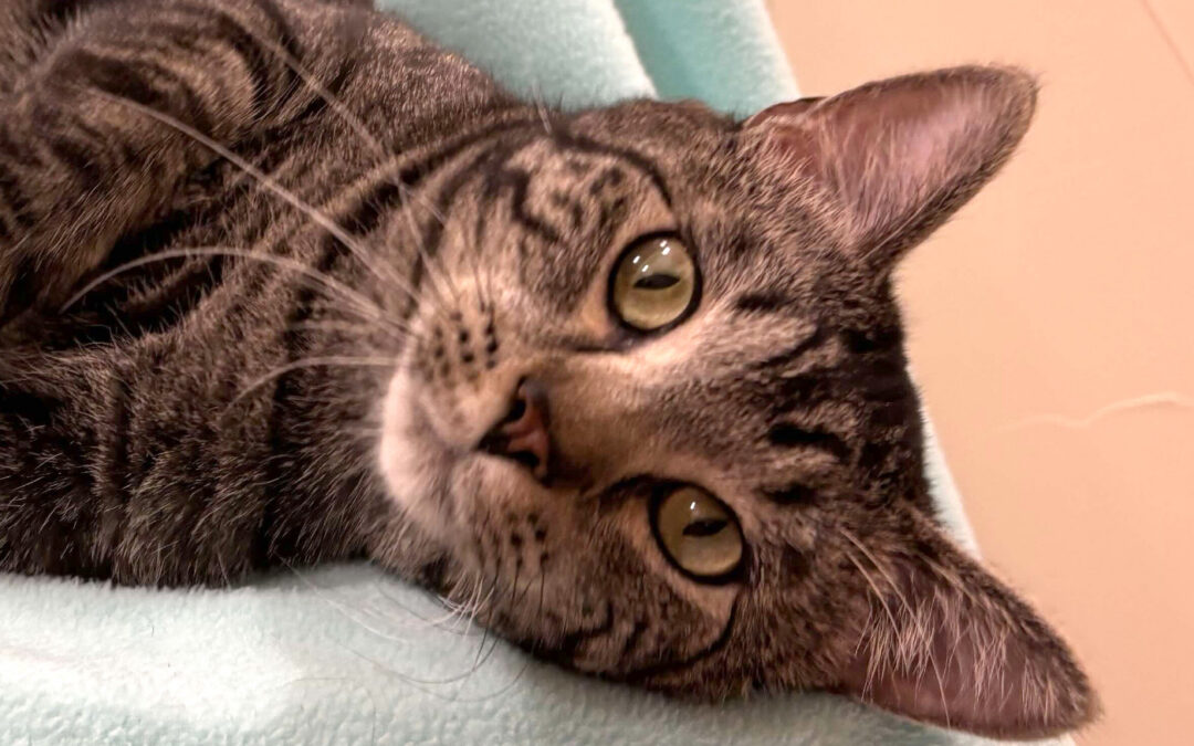Tyson