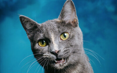 Cat talk: conversations with your cat