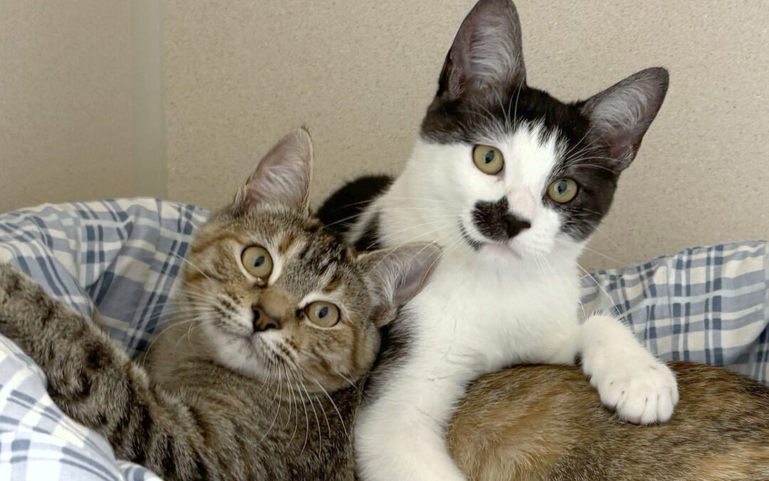Available Kittens