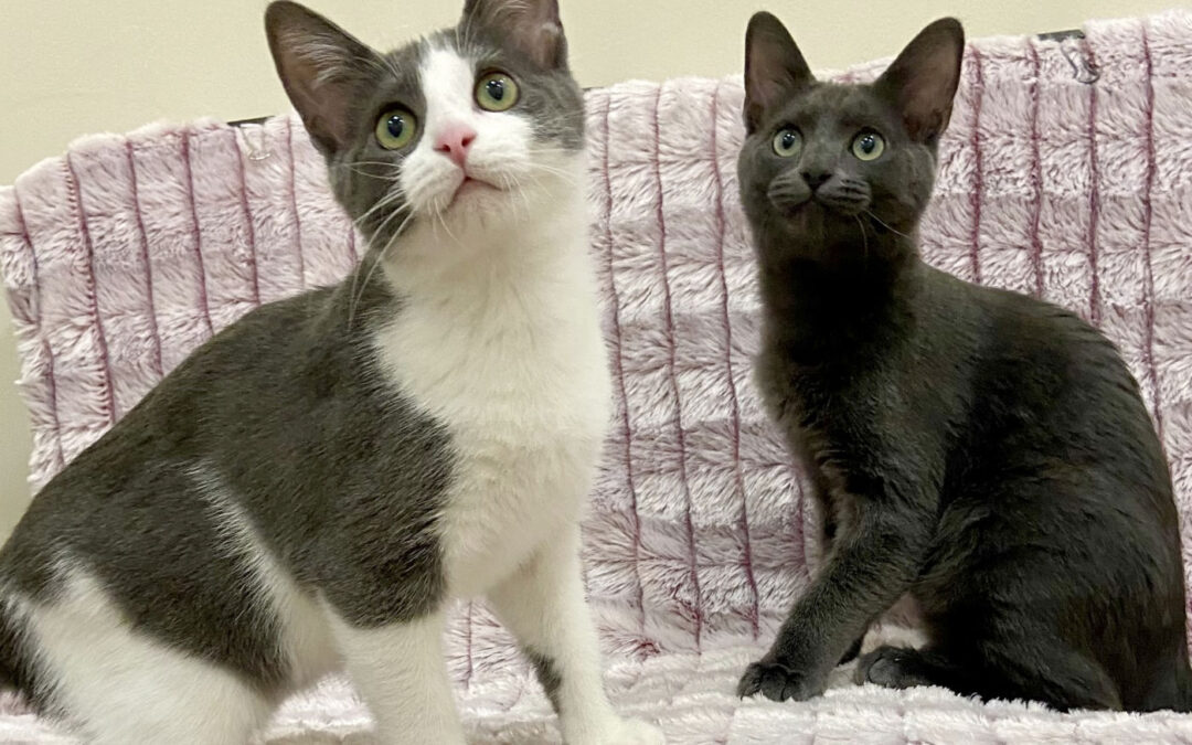 Available Kittens