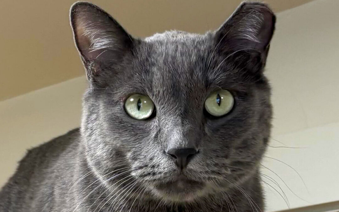 Loki