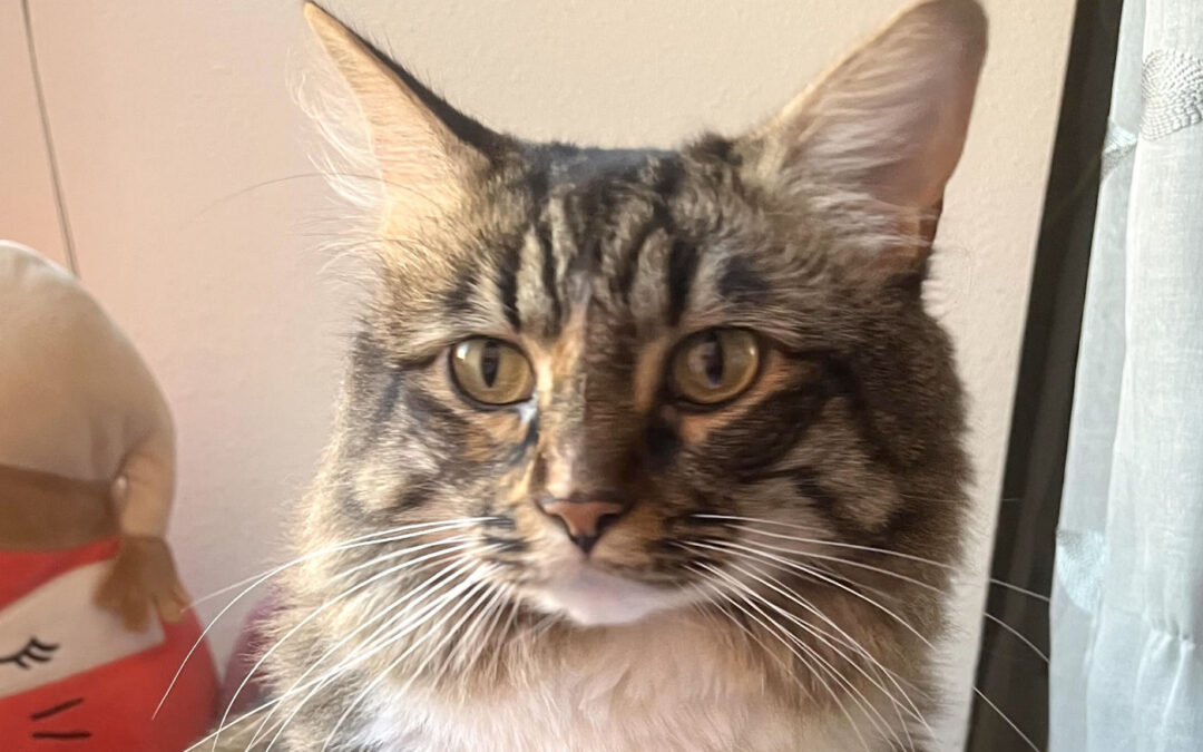 Lunabelle (Foster Care) Is Adopted