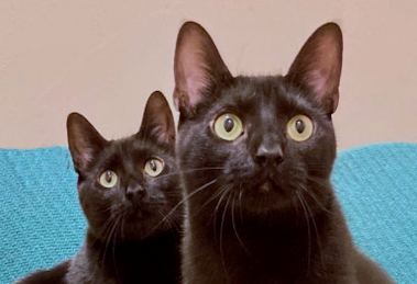 Merlin & Morgana