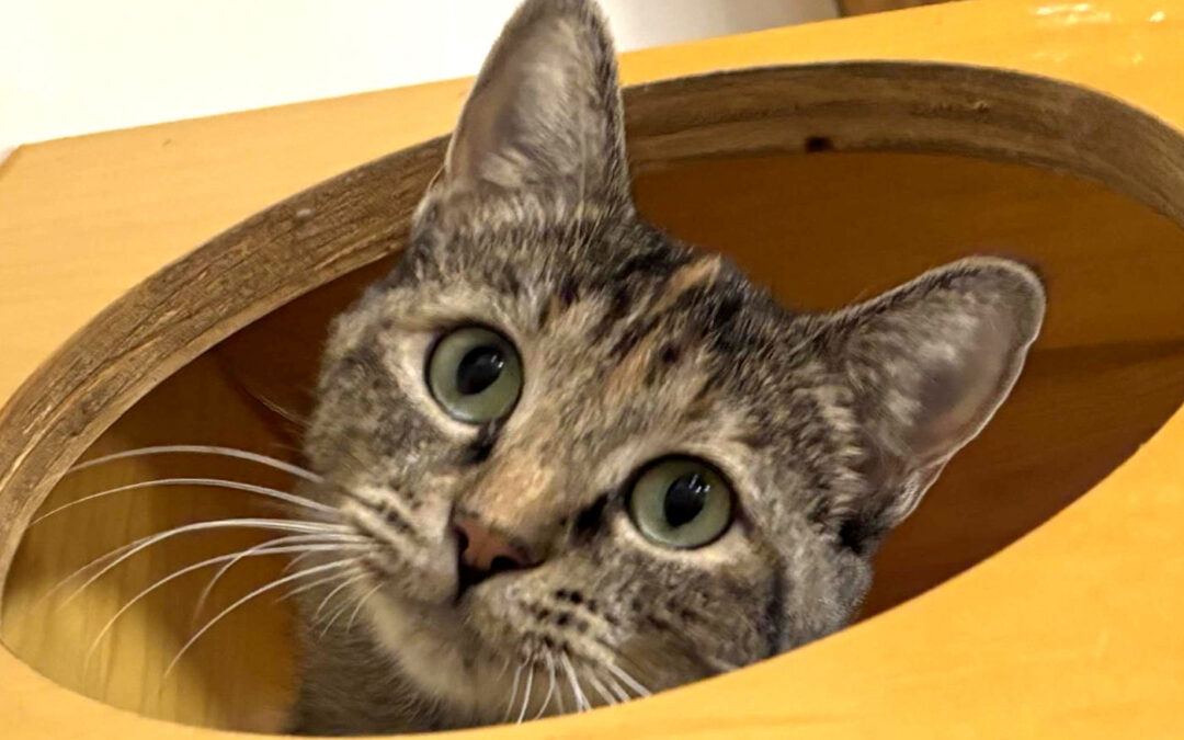 Minnie is adopted!