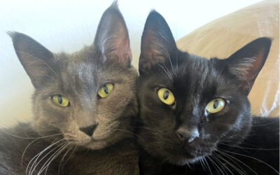 Cats & their pet cats