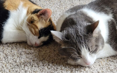 A tale of 3 kitties: Mr Miles, Meadow & Sansa