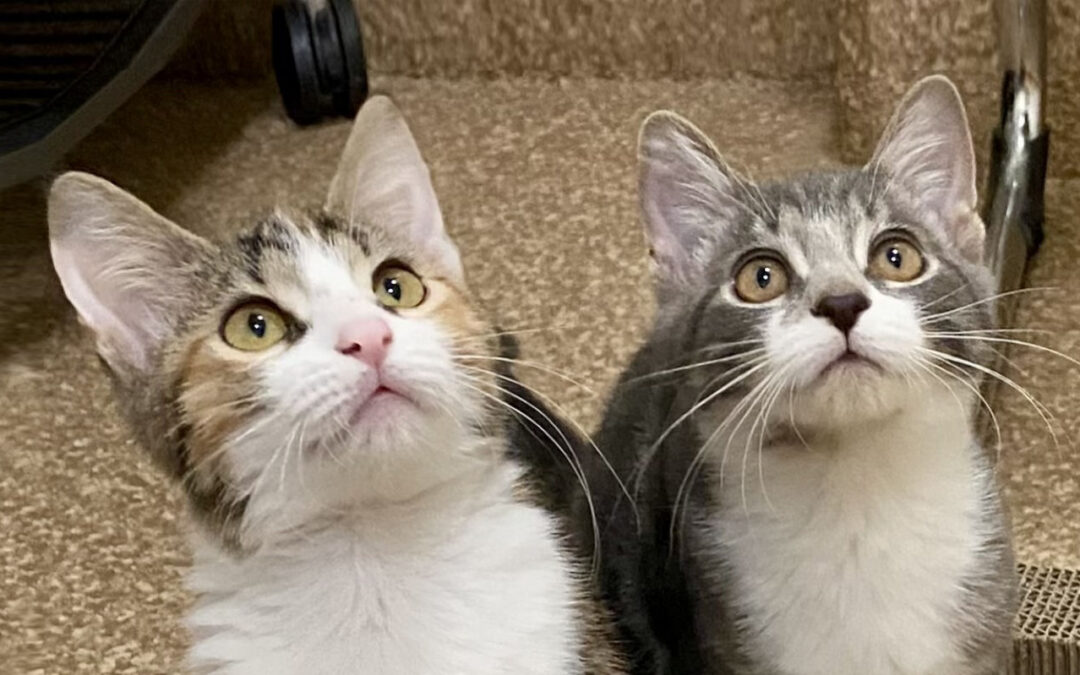 Available Kittens